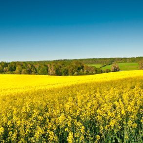 Rapeseed oil