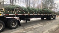 Does the felling and selling of Christmas trees qualify for red diesel use?