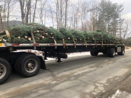 Does the felling and selling of Christmas trees qualify for red diesel use?