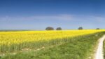 biodiesel feedtock field