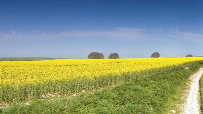 biodiesel feedtock field