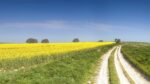 Biodiesel feedstock field